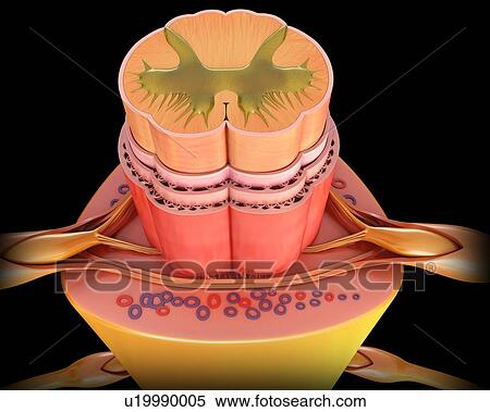 Human spinal cord cross-section, illustration View Large Photo Image Stock Photography - Human spinal cord cross-section, illustration. Fotosearch