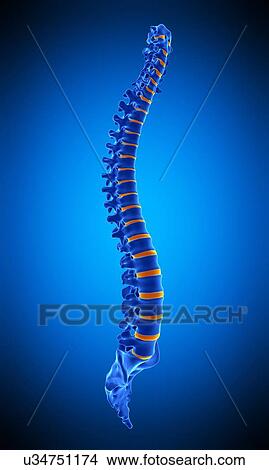 Picture - Human spine, illustration. Fotosearch