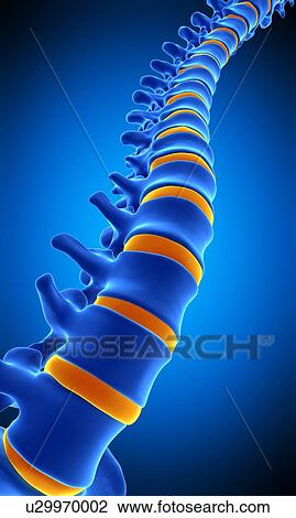 Human spine, illustration View Large Photo Image Stock Image - Human spine, illustration. Fotosearch