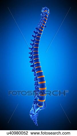 Human spine, illustration View Large Photo Image Stock Image - Human spine, illustration. Fotosearch