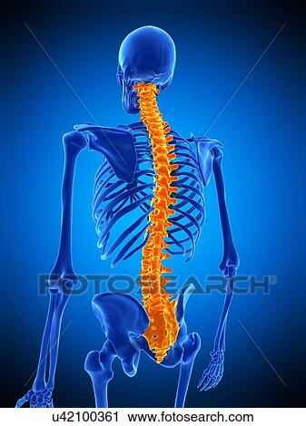 Stock Image - Human spine, illustration. Fotosearch