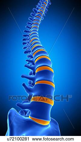 Stock Image - Human spine, illustration. Fotosearch