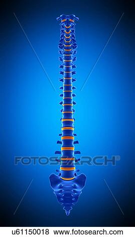 Stock Photo - Human spine, illustration. Fotosearch