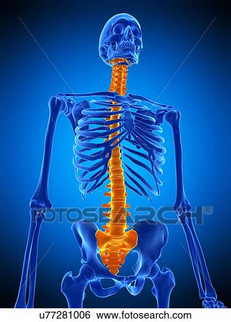Stock Photograph - Human spine, illustration. Fotosearch
