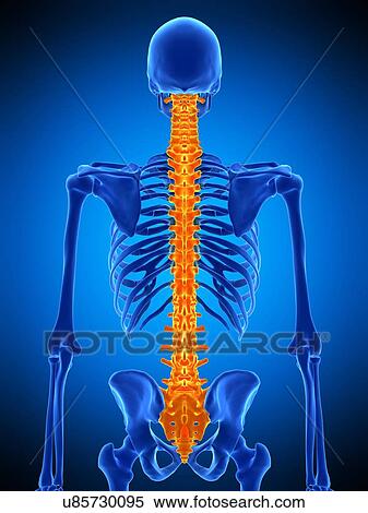 Human spine, illustration View Large Photo Image Stock Photography - Human spine, illustration. Fotosearch