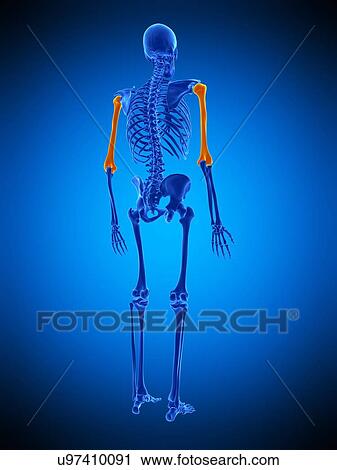 Humerus bones, illustration View Large Photo Image Stock Image - Humerus bones, illustration. Fotosearch