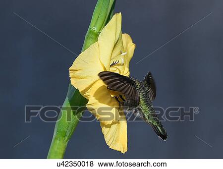 Hummingbird View Large Photo Image Stock Photo - Hummingbird. Fotosearch