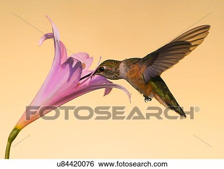 Hummingbird View Large Photo Image Stock Photograph - Hummingbird. Fotosearch