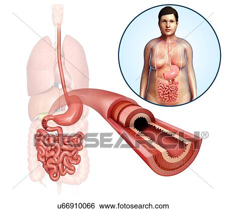 Intestinal cross-section, illustration View Large Photo Image Stock Photograph - Intestinal cross-section, illustration. Fotosearch