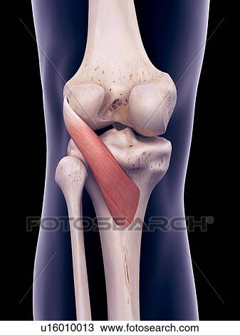 Stock Image - Knee muscle, illustration. Fotosearch