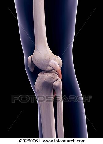 Stock Image - Knee muscle, illustration. Fotosearch