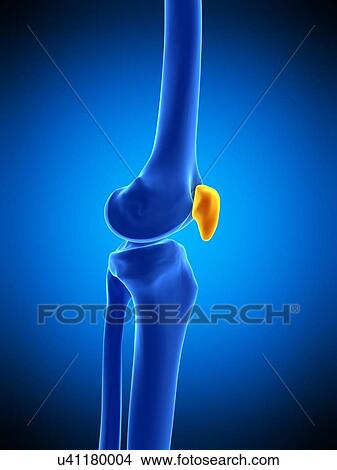 Kneecap, illustration View Large Photo Image Picture - Kneecap, illustration. Fotosearch