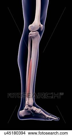 Picture - Leg muscle, illustration. Fotosearch