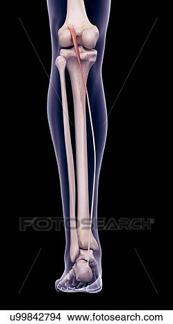 Leg muscle, illustration View Large Photo Image Picture - Leg muscle, illustration. Fotosearch