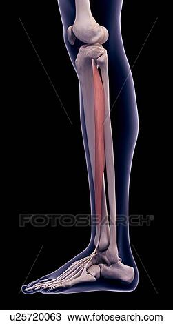 Leg muscle, illustration View Large Photo Image Stock Image - Leg muscle, illustration. Fotosearch