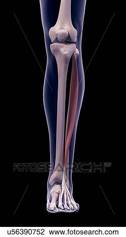 Leg muscle, illustration View Large Photo Image Stock Image - Leg muscle, illustration. Fotosearch