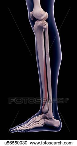 Stock Image - Leg muscle, illustration. Fotosearch