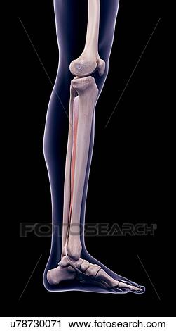 Leg muscle, illustration View Large Photo Image Stock Image - Leg muscle, illustration. Fotosearch