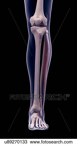Leg muscle, illustration View Large Photo Image Stock Image - Leg muscle, illustration. Fotosearch