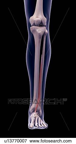 Stock Photo - Leg muscle, illustration. Fotosearch