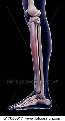 Leg muscle, illustration View Large Photo Image Stock Photo - Leg muscle, illustration. Fotosearch