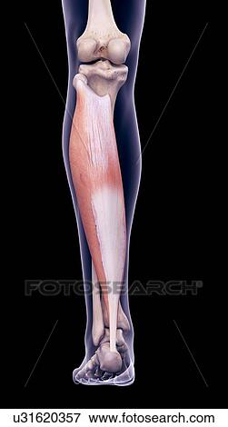 Stock Photo - Leg muscle, illustration. Fotosearch