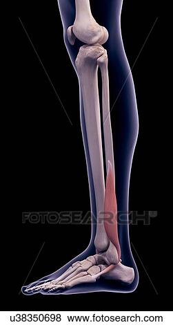 Leg muscle, illustration View Large Photo Image Stock Photo - Leg muscle, illustration. Fotosearch