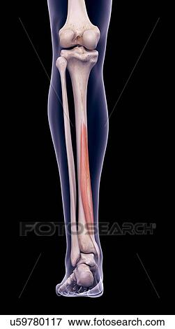 Leg muscle, illustration View Large Photo Image Stock Photo - Leg muscle, illustration. Fotosearch