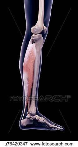 Leg muscle, illustration View Large Photo Image Stock Photo - Leg muscle, illustration. Fotosearch
