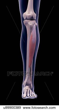 Leg muscle, illustration View Large Photo Image Stock Photo - Leg muscle, illustration. Fotosearch