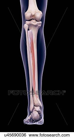 Stock Photograph - Leg muscle, illustration. Fotosearch