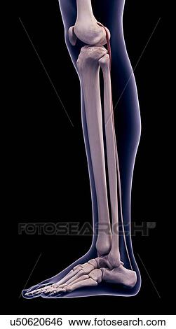 Leg muscle, illustration View Large Photo Image Stock Photograph - Leg muscle, illustration. Fotosearch