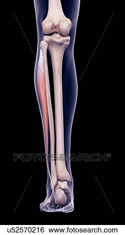 Leg muscle, illustration View Large Photo Image Stock Photograph - Leg muscle, illustration. Fotosearch