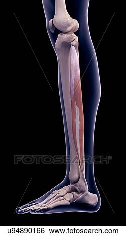 Leg muscle, illustration View Large Photo Image Stock Photograph - Leg muscle, illustration. Fotosearch