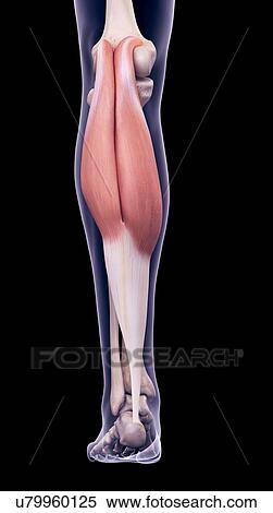 Leg muscle, illustration View Large Photo Image Stock Photography - Leg muscle, illustration. Fotosearch