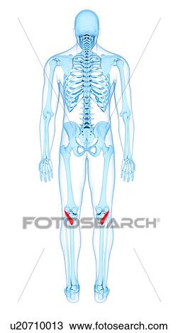 Stock Image - Leg muscles, illustration. Fotosearch