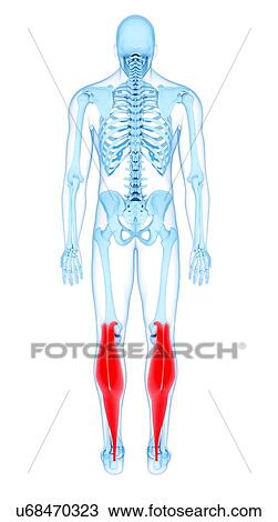 Leg muscles, illustration View Large Photo Image Stock Image - Leg muscles, illustration. Fotosearch