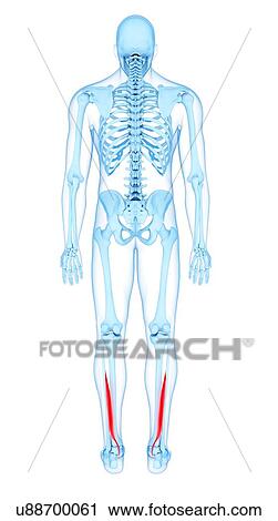 Stock Image - Leg muscles, illustration. Fotosearch
