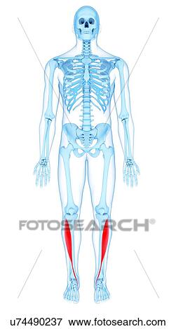 Leg muscles, illustration View Large Photo Image Stock Photo - Leg muscles, illustration. Fotosearch