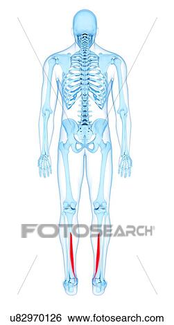 Stock Photograph - Leg muscles, illustration. Fotosearch