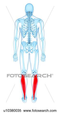 Stock Photography - Leg muscles, illustration. Fotosearch