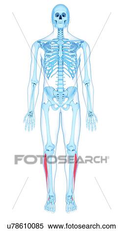 Leg muscles, illustration View Large Photo Image Stock Photography - Leg muscles, illustration. Fotosearch