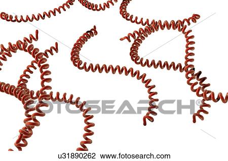 Stock Image - Leptospira bacteria, illustration. Fotosearch