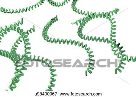 Leptospira bacteria, illustration View Large Photo Image Stock Photo - Leptospira bacteria, illustration. Fotosearch