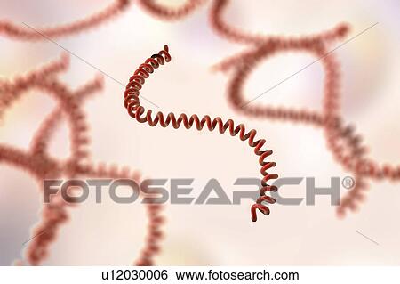 Leptospira bacteria, illustration View Large Photo Image Stock Photograph - Leptospira bacteria, illustration. Fotosearch