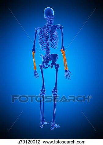 Lower arm bones, illustration View Large Photo Image Stock Image - Lower arm bones, illustration. Fotosearch