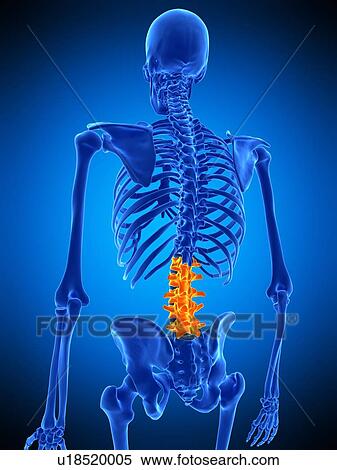 Stock Photography - Lumbar spine, illustration. Fotosearch
