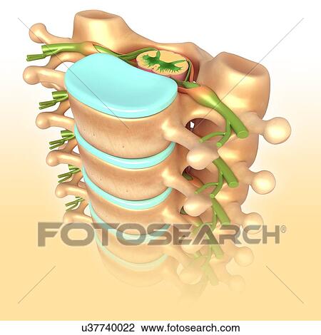 Lumbar vertebrae, illustration View Large Photo Image Stock Image - Lumbar vertebrae, illustration. Fotosearch
