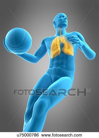 Lungs of a basketball player, illustration View Large Photo Image Stock Photograph - Lungs of a basketball player, illustration. Fotosearch