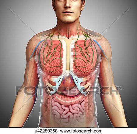 Male anatomy, illustration View Large Photo Image Stock Photo - Male anatomy, illustration. Fotosearch